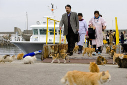 Ilha dos Gatos é atração turística no Japão FTCMAG