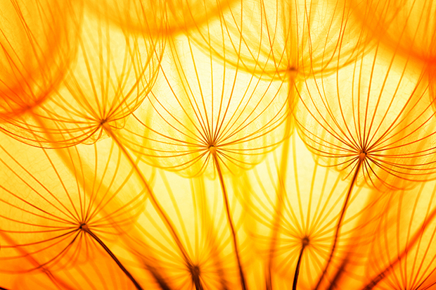 Shutterstock significado amarelo flores