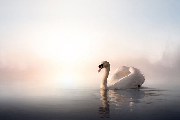 Shutterstock significado cisne branco