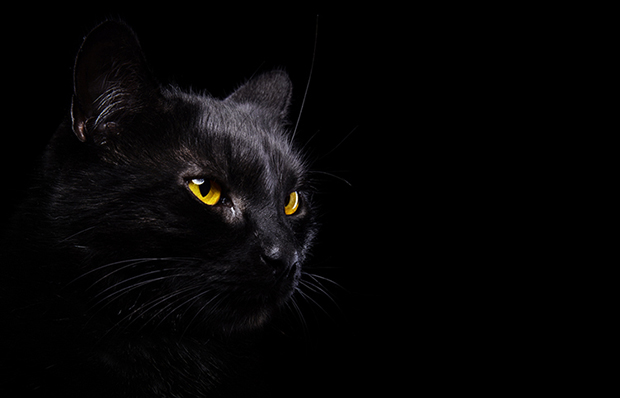 Shutterstock significado gato preto