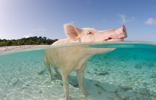 ilha dos porcos Big Major Cay bahamas
