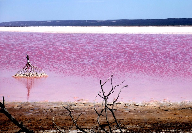 pink-lake-western-australia (1)