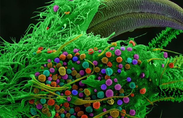cannabis microscópio cores capa
