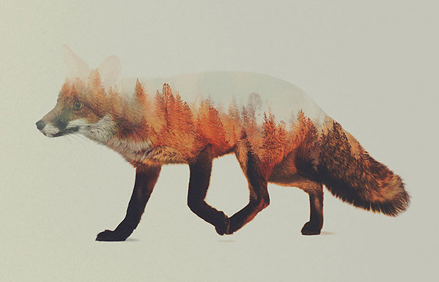 Double Exposure Animal Photography Andreas Lie