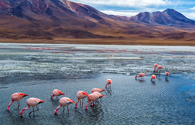 Flamingos shutterstock viagem videoclipe América Latina