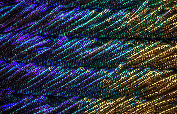 penas de pavão cores macrofotografia