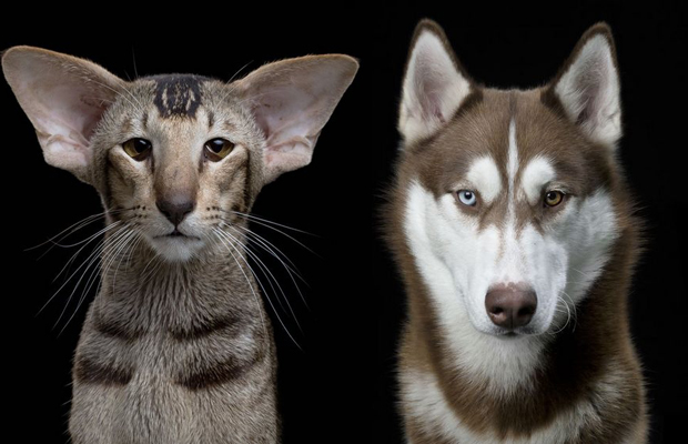 cães e gatos Série Animal Soul fotógrafo Robert Bahou