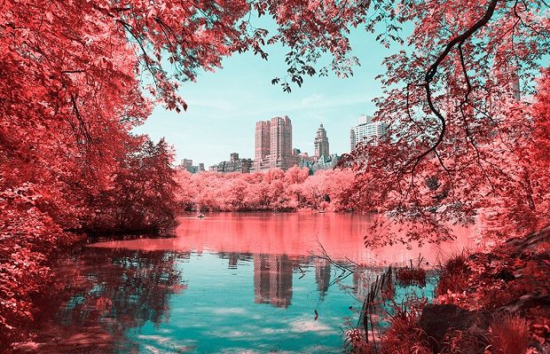 Paolo Pettigiani central park rosa infravermelho