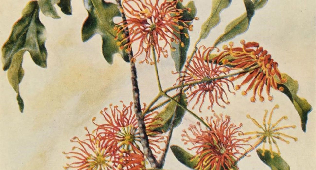 ilustrações botânicas feitas por mulheres Biodiversity Heritage Library